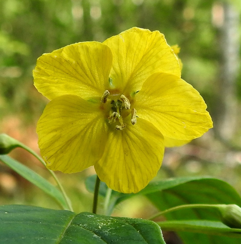 Lysimachia ciliata - ripsialven teriön tyveä kiertää punertava rengas. Teriönliuskat ovat leveän ja pyöreämuotoisen vastapuikeat, laidoiltaan hyvin pieninystyiset ja usein hieman risareunaiset. Ne ovat yleensä noin 7-10 mm pitkät ja leveimmältä kohtaa noin 7-9 mm leveät. Heteitä on viisi, ja ne ovat noin 4-5 mm pitkät. Ponnet ovat keltaiset ja niiden osuus heteiden pituudesta on noin 2-2,5 mm. Emi on yksivartaloinen ja -luottinen sekä noin 4 mm pitkä. 13.7.2024. Copyright Hannu Kämäräinen.