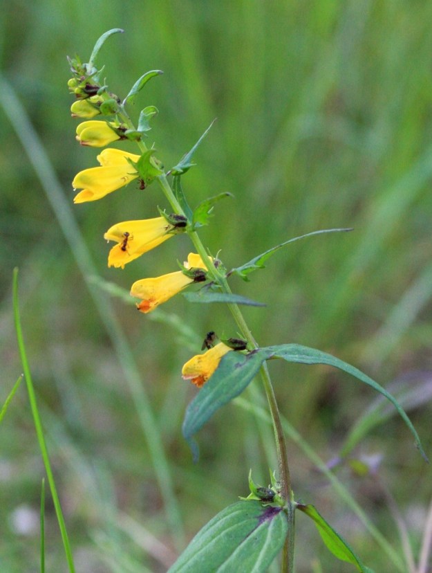 Melampyrum pratense - kangasmaitikan toisella värimuunnoksella, helokangasmaitikalla, var. hians, teriö on tasaisen kirkkaankeltainen lakastumiseensa saakka. ES, Imatra, Tainionkoski, harva männikkö. 25.6.2009. Copyright Hannu Kämäräinen.