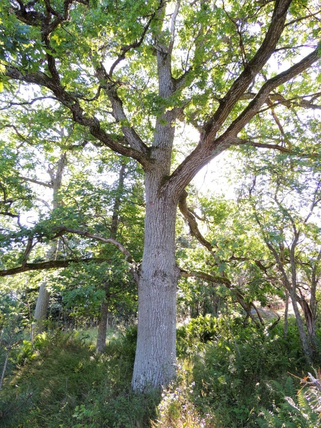 Quercus robur - metsätammen runko ja oksisto ovat ruskeat tai harmaanruskeat. Rungon läpimitta voi olla jopa 150 cm. Edellä mainitun Piikkiön tammen kannon ympärysmitta on lähes 8 m. Ruotsin Smoolannissa kasvaa koko Euroopan paksuin metsätammi, jonka ympärysmitta on noin 14 m. Metsätammen tieteellinen lajinimi tarkoittaa kovuutta ja lujuutta. Juuri näiden ominaisuuksien vuoksi puu oli tärkeä laivojen rakennusaine. Nykyäänkin tammi on arvossaan kovan ja ruskean puuaineksensa ansiosta. Sitä käytetään erityisesti huonekaluihin ja parketteihin. Järeän tammitukin kasvuaika on noin 150 vuotta, mutta se lyhenee koko ajan ilmastonmuutoksen vaikutuksesta. U, Inkoo, saaristo, Älgsjölandet, Elisaari, saaren länsiosa, lounaislaita, Ramsjösundetin rantakalliomäen laita, 19.7.2016. Copyright Hannu Kämäräinen.