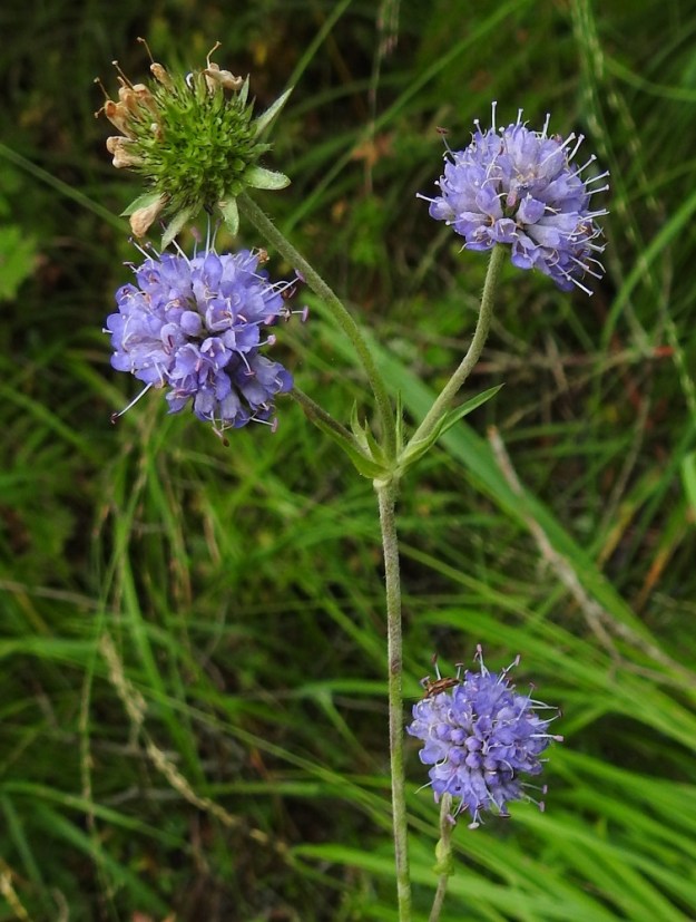 Succisa pratensis - (niitty)purtojuuren latvamykerön kukat ovat aina kaksineuvoisia, ja ainakin osa sivumykeröistä on vain emikukkaisia. Kuvassa näkyvistä sivumykeröistä oikealla ylhäällä oleva on vain emikukkainen. Muiden sivumykeröiden kukissa ovat toimivina niin heteet kuin emitkin. V, Salo, Suomusjärvi, Arpalahti - Lemula, Ruonakorventieltä kohti Laukkalliota lähtevän metsätien laide, 22.8.2021. Copyright Hannu Kämäräinen.
