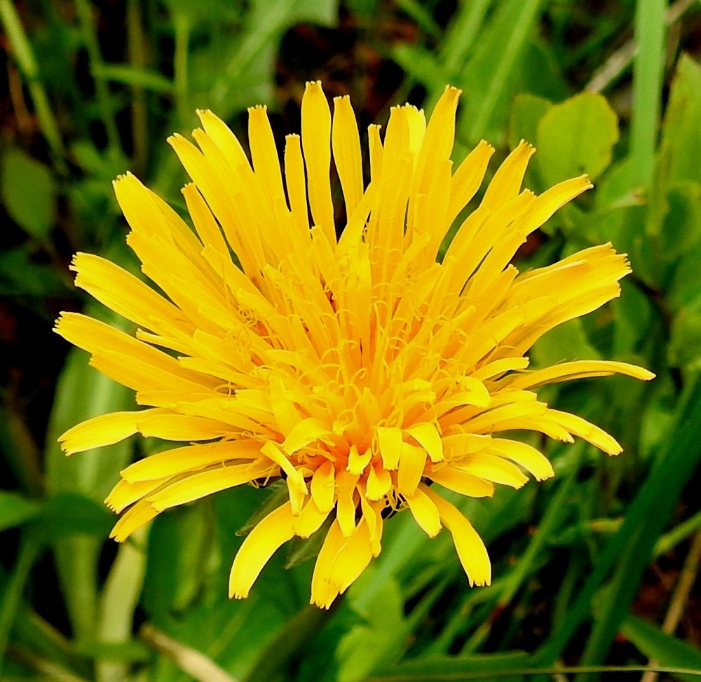 Taraxacum sect. Crocea - sahramivoikukkien kukintomykeröt ovat noin 35-50 mm leveät ja yöksi sulkeutuvat. Mykerössä on lopulta noin 70-150 kaksineuvoista kielikukkaa, joiden kieli on lähes tasasoukka, kärjestään tylppä ja viisihampainen sekä täysikasvuisena yleensä noin 10-12 mm pitkä ja noin 1,5-2 mm leveä. Kukkien mykeröpohjukseen kiinnittynyt ja piiloon jäävä tyviosa on noin 3-5 mm pitkä. EnL, Enontekiö, Kilpisjärvi, Saanan loivan luoteisrinteen länsipuolinen tunturikoivikko, tunturirinteelle vievän polun varsi, 580 m mpy, 5.7.2018. Copyright Hannu Kämäräinen.