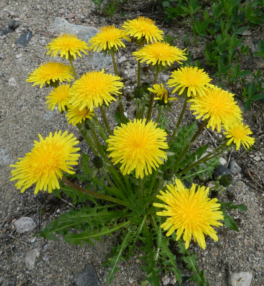 Taraxacum sect. Taraxacum - rikkavoikukkien vanat ovat monilukuiset ja yksimykeröiset. Kukintomykeröt ovat (25-)30-70(-75) mm leveät ja avoinna vain päivän valoisana aikana. EH, Janakkala, Turenki, Kuumola, ratapiha-alue, 20.5.2012. Copyright Hannu Kämäräinen.