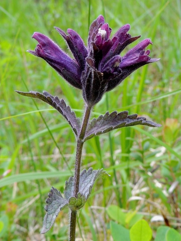 Bartsia alpina - punakon latvakukinnon tukilehdet ovat tumman sinipunaisten kukkien kanssa suunnilleen samanpituiset ja varsilehtien kaltaiset mutta useimmiten niitä tummemmat. Latvakukinnon laaja, sinipunainen värialue toimii tehokkaana houkuttimena pääpölytyksen hoitaville kimalaisille. Ks, Kuusamo, Juuma, Jyrävänjärven pohjoispään itäpuoli, pieni, avoin lettosuo Oulangan kansallispuiston rajalla, 13.7.2015. Copyright Hannu Kämäräinen.