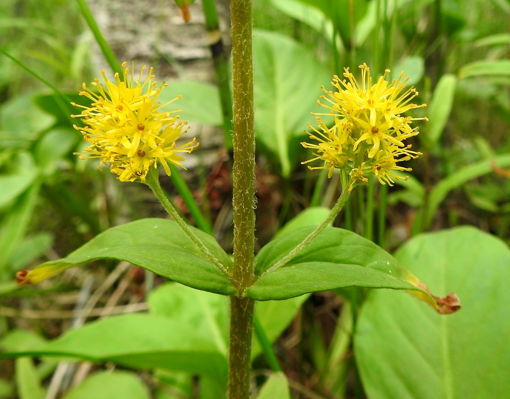 Lysimachia thyrsiflora - terttualven kukintotertut ovat tavallisesti noin 1,5-4 cm pitkät ja noin 1,5-2 cm leveät. Tertun perä on yleensä noin 2-3 cm pitkä. Varren yläosa on useimmiten kähäräkarvainen. EH, Hämeenlinna, Luolaja, Hattelmalanjärven rantaneva lintutornin kohdalla, luonnonsuojelualue, 19.6.2024. Copyright Hannu Kämäräinen.