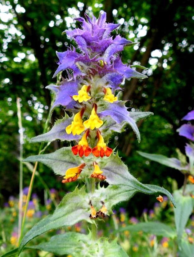 Melampyrum nemorosum - lehtomaitikan kukinnon alemmat kukat ovat pareittain varren ja haarojen yläosan lehtihangoissa. Ylemmät kukat ovat kuvassa olevan yksilön tavoin useimmiten tiheänä, toispuolisena ja tähkämäisenä ryhmänä varren ja haarojen latvassa. A, Jomala, Ramsholm, luonnonsuojelualue, eteläosan länsilaidan pähkinäniittyalue, 18.6.2023. Copyright Hannu Kämäräinen.
