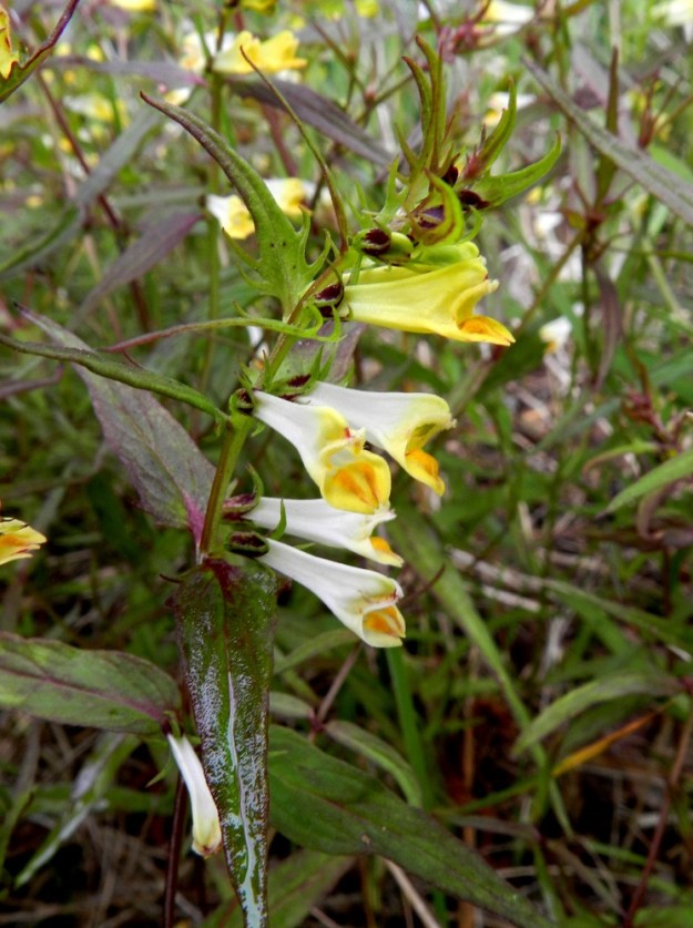 Melampyrum pratense - kangasmaitikan nimimuunnoksella, vaaleakangasmaitikalla teriö on avautuessaan yleensä kokonaan keltainen, mutta pian torvi ja usein osa huulistakin muuttuvat valkoisiksi. Valoisammalla paikalla kasvavien versojen lehdet ovat usein punertavanvihreät. Ylemmät tukilehdet ovat tavallisesti tyveltään hampaiset tai liuskaiset. U, Hanko, Täktom, Långörenin niemeen johtava, kapea hiekkakannas, Kattrumpan-merenlahden rantaniitty, 19.6.2012. Copyright Hannu Kämäräinen.