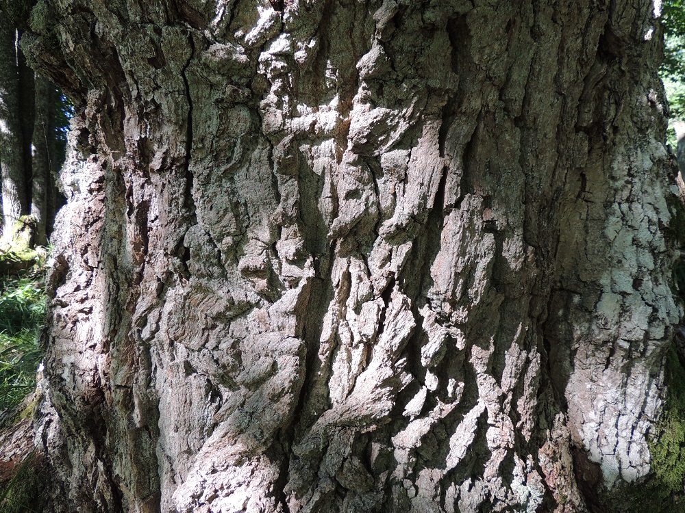 Quercus robur - metsätammen kuori on vanhemmiten hyvin uurteinen. Kuoriaineksessa on paljon parkkihappoa, ja entisenä aikana nuorten puiden kuorta on käytetty nahan parkitsemiseen ja mustan väriaineen tuottamiseen. Onpa kuorella ollut lääkinnällistäkin käyttöä mm. limakalvontulehduksiin. U, Inkoo, saaristo, Älgsjölandet, Elisaari, saaren länsiosa, lounaislaita, luonnonsuojelualue, luontopolun varsi, 19.7.2016. Copyright Hannu Kämäräinen.