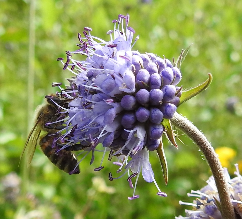 Succisa pratensis - (niitty)purtojuuren kukintomykerö on puolipallomainen tai täydessä kukassaan lähes pallomainen ja tavallisesti noin 15-30 mm leveä. Mykerössä on noin satakunta teriöltään sinistä tai sinipunertavaa kukkaa. Itsepölytyksen estämiseksi kaksineuvoisten kukkien heteet kehittyvät ennen emien kehitystä. Kukissa on neljä hedettä. Niiden palhot ovat ohuet ja valkoiset tai sinertävät. Ponnet ovat pitkulaiset, poikittaiset ja ennen siitepölyn luovuttamista sinipunaiset sekä noin 1,5-1,8 mm pitkät. Purtojuuri on myöhäiskesän kukkijana tärkeä mesikasvi, jota suosivat lähes kaikki hyönteiset (kuvassa tarhamehiläinen, Apis mellifera). EH, Hämeenlinna, Renko, Viiala, Turun Valtatien (10-tien) laitaruohikko Ruokojärven luoteispään kohdalla, 12.8.2022. Copyright Hannu Kämäräinen.