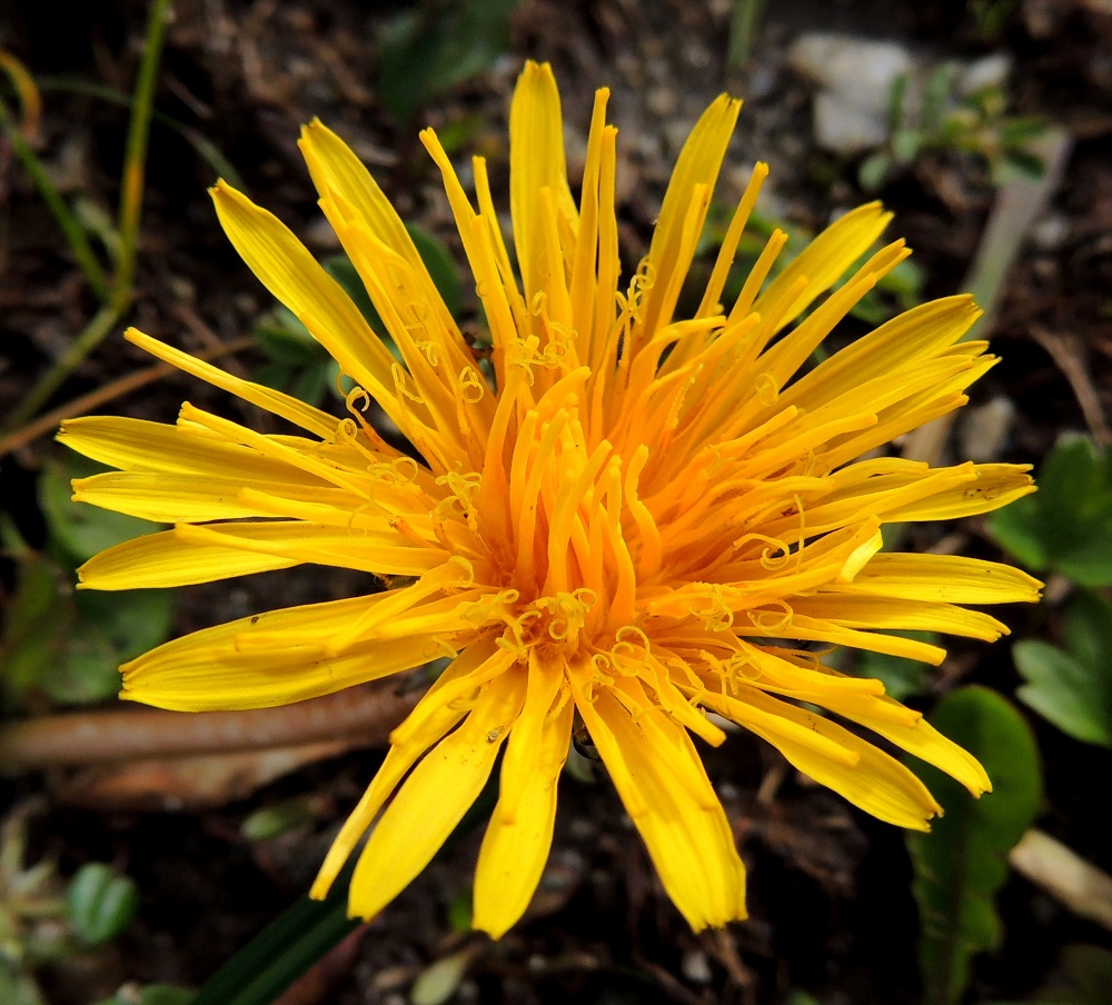 Taraxacum sect. Crocea - sahramivoikukkien kielikukissa on viisi hedettä, joiden keltaiset ja kapean tasasoukat ponnet ovat lieriömäisen yhdiskasvuisesti emin vartalon ympärillä. Emiö on yksivartaloinen ja luotiltaan kaksiliuskainen. Vartalo luotteineen on kellertävä, vihertävä tai harmahtava. Lajit ovat siitepölyllisiä tai siitepölyttömiä. Kuvan mykerössä keskiosan kukat ja iso osa muistakin kielikukista ovat vielä avautumattomia. EnL, Enontekiö, Kilpisjärvi, Saanan pitkä ja loivahko luoteisrinne, länsilaita, paljakkarinne tunturin laelle nousevan reitin itäpuolella, 730 m mpy, 17.7.2013. Copyright Hannu Kämäräinen.