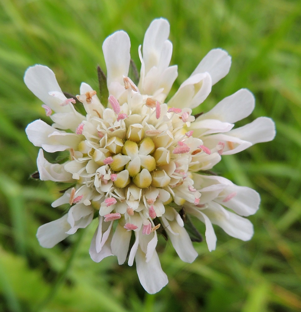Knautia arvensis - ketoruusuruohon kukinnon teriöt voivat joskus olla myös aivan valkoiset. Vienoa punaväriä kukintoon tuovat vain heteiden ponnet. EH, Hämeenlinna, Lammi, Lakkola, Lahden Valtatien (tie 12) piennar Ketomäen ja Heikkilän tilojen välisen peltoalueen kohdalla, 3.7.2013. Copyright Hannu Kämäräinen.
