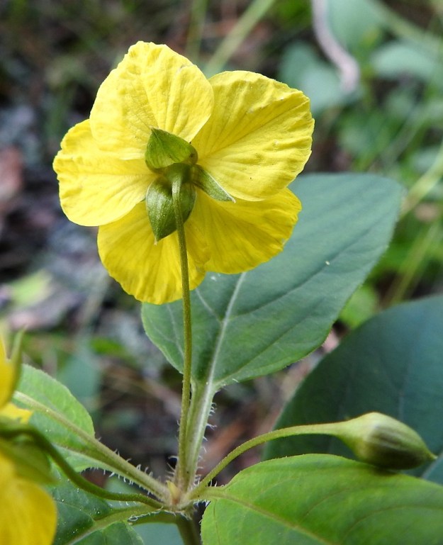 Lysimachia ciliata - ripsialven verhiössä on toisinaan vain kolme liuskaa, jolloin ne ovat puikeammat ja leveämmät. Verhiö ja kukkaperä ovat kaljut. 13.7.2024. Copyright Hannu Kämäräinen.