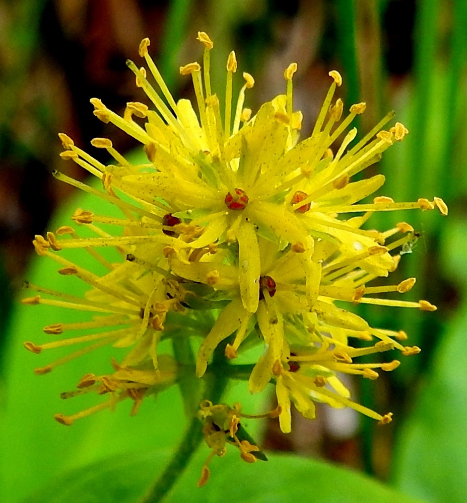Lysimachia thyrsiflora - terttualven teriö on yleisväriltään keltainen ja säteittäisesti ratasmainen sekä melkein tyveen saakka 5-7-liuskainen. Se on yleensä noin 4-6 mm leveä. Teriönliuskat ovat lähes tasasoukat, vaihtelevasti tummapisteiset ja tavallisesti noin 4-5 mm pitkät sekä hieman alle - hieman yli 1 mm leveät. Kukan keskellä herättää huomiota pallomainen ja peittävästi punapisteinen sikiäin. Heteitä on sama määrä kuin teriönliuskoja. Ne ovat hieman liuskoja pitemmät. Emi on yksivartaloinen ja -luottinen sekä aluksi noin heteiden mittainen. EH, Hämeenlinna, Luolaja, Hattelmalanjärven rantaneva lintutornin kohdalla, luonnonsuojelualue, 19.6.2024. Copyright Hannu Kämäräinen.