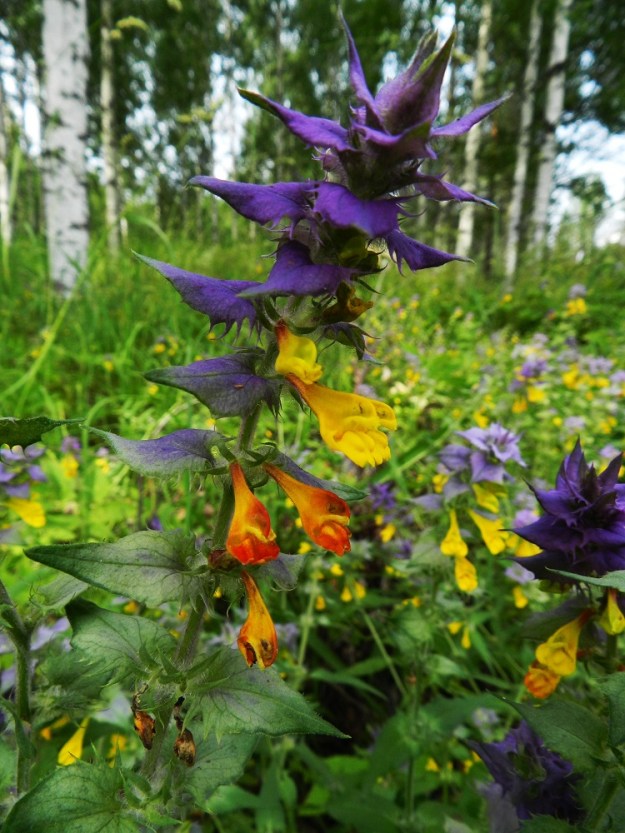 Melampyrum nemorosum - lehtomaitikan teriö on kirkkaankeltainen tai harvemmin ainakin osittain punainen, kuten oheisesta kuvasarjastakin on havaittavissa. PK, Kitee, Papinniemi, Aconitum-lehto, luonnonsuojelualueen pohjoispuoli, lehdon läpi kulkevan metsätien varren harva koivikko Käärmekallion luoteispuolella, 11.7.2011. Copyright Hannu Kämäräinen.