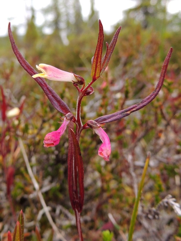 Melampyrum pratense - kangasmaitikka voi täysin varjottomalla paikalla kasvaessaan olla lehdiltään aivan punaruskea tai sinipunainen. Kuvan kasvupaikan yksilöt poikkesivat muutenkin tavanomaisesta tuntomerkkilinjasta ilmentäen lajin laajaa monimuotoisuutta. Kukkien teriöt olivat vaihtelevan punaisia. Kaikki niiden tukilehdet olivat metsämaitikan, M. sylvaticum, tapaan suikeita, lähes tai aivan hampaattomia ja muutenkin varsilehtien kaltaisia. Teriön koko ja suora linja alahuulta myöten varmistavat lajin kuitenkin kangasmaitikaksi. Ks, Salla, Tuntsa, Ylä-Naruska, Auerma-aapan ympäröimä kalliokko- ja lohkareikkomuodostuma, Pirunkirkko, lounaisosa, loivasti suolle laskeva rinnealue, 15.7.2015. Copyright Hannu Kämäräinen.