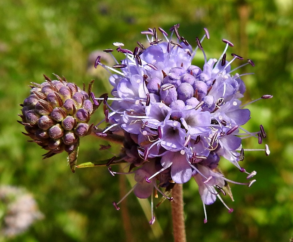 Succisa pratensis - (niitty)purtojuuren teriöt ovat keskenään samankokoiset, yhdislehtiset, hieman vastakohtaiset ja suppilomaiset sekä neliliuskaiset. Ne ovat tavallisesti noin 6-8 mm pitkät, ja niiden kärkiliuskat ovat noin 1,5-2,5 mm pitkät sekä tylppä- tai pyöreähköpäiset. Kukkapohjuksessa, kunkin kukan tyvellä, on suikea, teräväkärkinen ja vihreä tai punaruskea tukisuomu, joka on noin 6-8 mm pitkä. Suomut näkyvät parhaiten nuppuisessa mykerössä. Mykeröiden kukinta näyttää voivan alkaa alhaalta ylöspäin, kuten oheisessa kuvassa tai ylhäältä alaspäin, kuten edellisessä kuvassa. EH, Hämeenlinna, Renko, Viiala, Turun Valtatien (10-tien) laitaruohikko Ruokojärven luoteispään kohdalla, 12.8.2022. Copyright Hannu Kämäräinen.