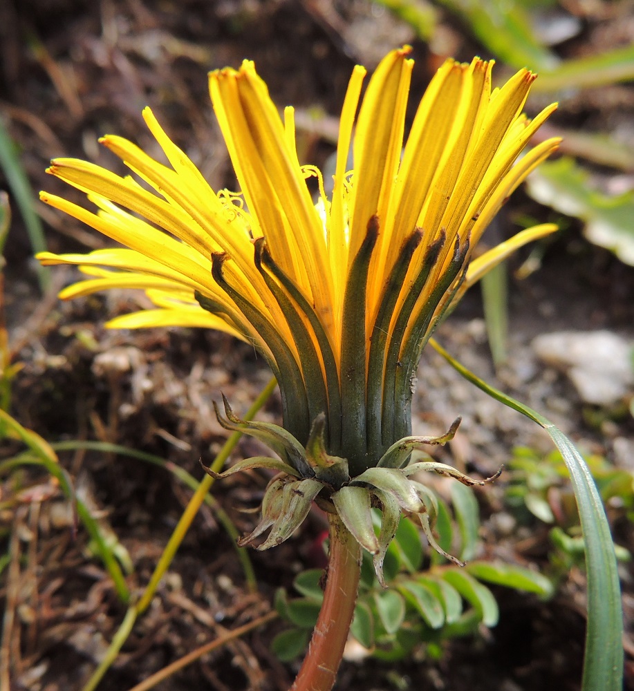 Taraxacum sect. Crocea - sahramivoikukkien kukintomykerön uloimman kerroksen muodostavat pienet, kapeat ylälehdet eli kehtosuomut. Varsinaiset kehtosuomut, sisäsuomut, ovat yhtenä rinnakkaisena ja pystynä rivinä. Ne ovat lähinnä tasasoukan suikeat, suipohkokärkiset ja kapean kalvolaitaiset sekä yleensä noin 15-20 mm pitkät ja leveimmältä kohtaa noin 1,5-2 mm leveät. Kehdon tyven ympärillä on kierteisesti lisäkehtosuomuja eli ulkosuomuja, jotka ovat lähinnä kapeanpuikeat tai suikeahkot, kärjestään suipon teräväkärkiset ja tavallisesti noin 7-12 mm pitkät sekä leveimmältä kohtaa noin 2-5 mm leveät. EnL, Enontekiö, Kilpisjärvi, Saanan pitkä ja loivahko luoteisrinne, länsilaita, paljakkarinne tunturin laelle nousevan reitin itäpuolella, 730 m mpy, 17.7.2013. Copyright Hannu Kämäräinen.