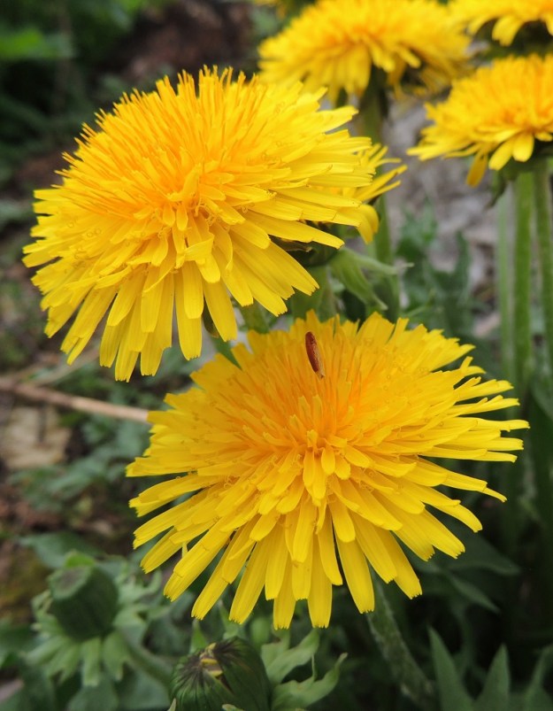 Taraxacum sect. Taraxacum - rikkavoikukkien kukintomykerössä on lopulta noin 150-220 keltaista ja kaksineuvoista kielikukkaa, joiden teriön kieli on lähes tasasoukka, kärjestään tylppä ja 5-hampainen sekä täysikasvuisena yleensä noin 10-15 mm pitkä ja noin 1,5-2,5 mm leveä. Teriön mykeröpohjukseen kiinnittynyt ja piiloon jäävä tyviosa on noin 3-5 mm pitkä. EH, Hämeenlinna, Loimalahti, Hirsimäki, Metsälammentieltä Ali-Raakkulantielle vievän kevytväylän varsi, metsikön reuna, 18.5.2013. Copyright Hannu Kämäräinen.
