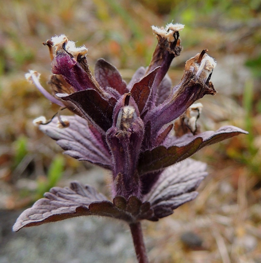Bartsia alpina - punakon teriön ylähuuli on kuperan kaareva, lovipäinen, noin 3-4 mm pitkä ja tyveltään noin 4-5 mm leveä. Alahuuli on kolmiliuskainen, ja liuskat ovat lähinnä puikeahkot tai pyöreähköt, noin 1-2 mm pitkät ja noin 1-1,5 mm leveät. Yksivartaloinen emi nuppimaisine luotteineen nousee hieman ylähuulen ulkopuolelle estäen itsepölytystä. Kuvassa etualalla näkyvien kukkien vartalot ovat jo kuihtumisvaiheessa. EnL, Enontekiö, Kilpisjärvi, Saanan pitkä ja loivahko luoteisrinne, huipulle nousevan pääpolun varsi, paljakkarinne, 730 m mpy, 17.7.2013. Copyright Hannu Kämäräinen.