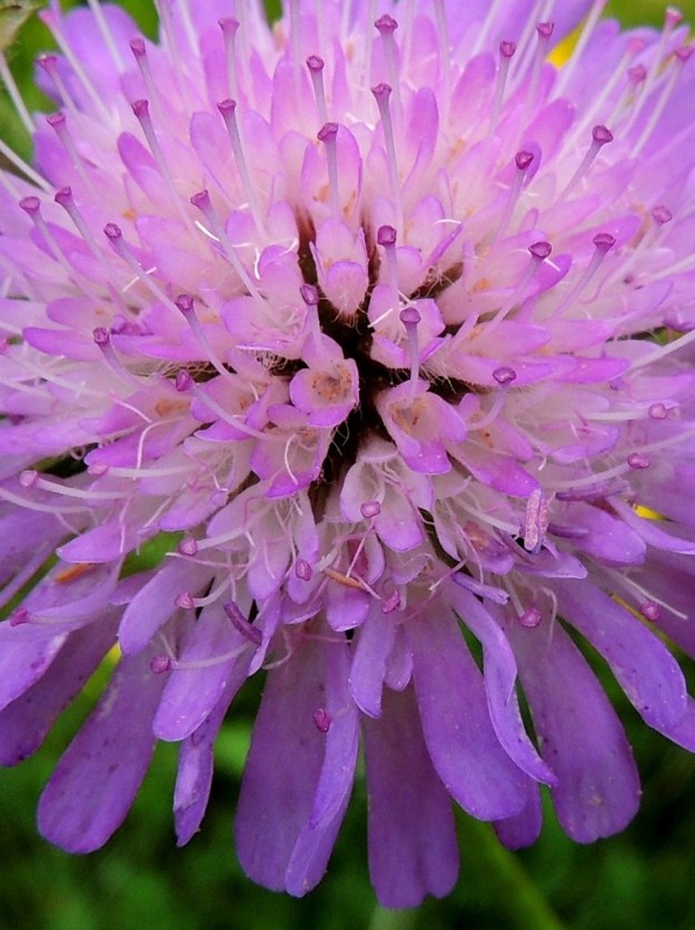 Knautia arvensis - ketoruusuruohon kukissa on neljä teriöistä esiin nousevaa hedettä. Niiden palhot ovat hyvin ohuet ja valkoiset. Ponnet ovat pitkulaiset, poikittaiset ja ennen siitepölyn luovuttamista punertavat tai sinipunaiset sekä noin 2,5-3 mm pitkät. Emiö on yksivartaloinen. Vartalo on valkoinen, selvästi teriön yläpuolelle ulottuva, ja sen kärjessä on lyhyt, kehäreunainen sekä yleensä sinipunainen luotti. St, Pori, Reposaari, koillisranta, entisen satama-alueen vanhan painolastikentän keto- ja niittyalue, 14.7.2014. Copyright Hannu Kämäräinen.