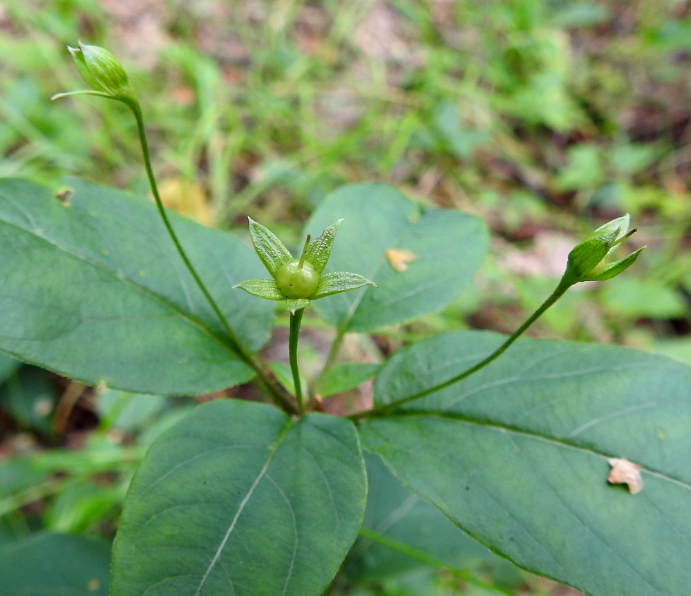 Lysimachia ciliata - ripsialven hedelmä on pallomainen kota, joka on lopulta ruskehtava ja läpimitaltaan tavallisesti noin 4-5,5 mm. Vartalo pysyy pitkään kodan kärjessä. Kuvassa oleva kota on vielä keskenkasvuinen. 6.8.2023. Copyright Hannu Kämäräinen.