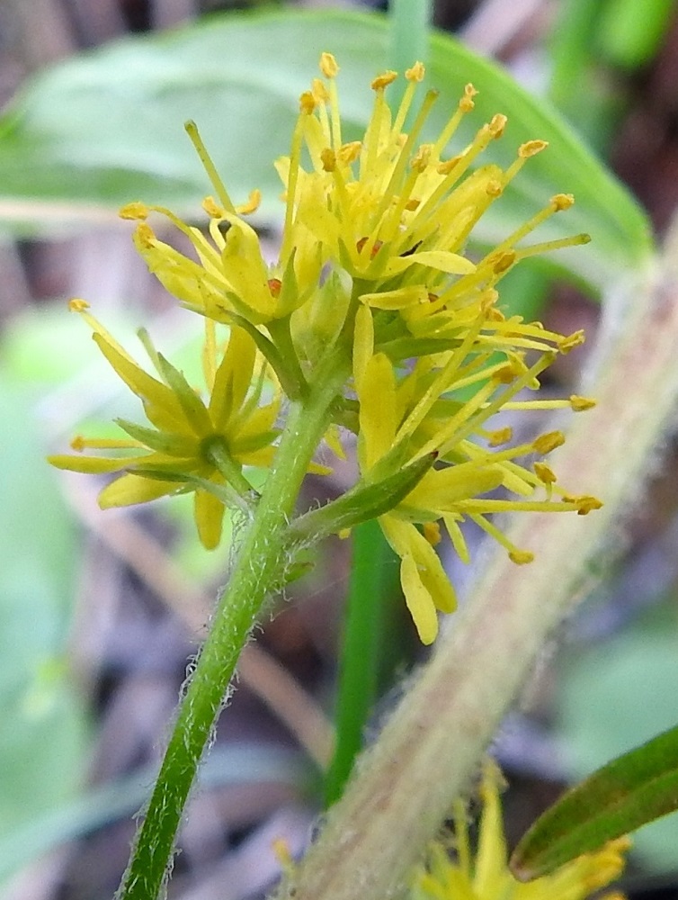 lysimachia-thyrsiflora-terttualpi-pohjolan-kasvien-pauloissa