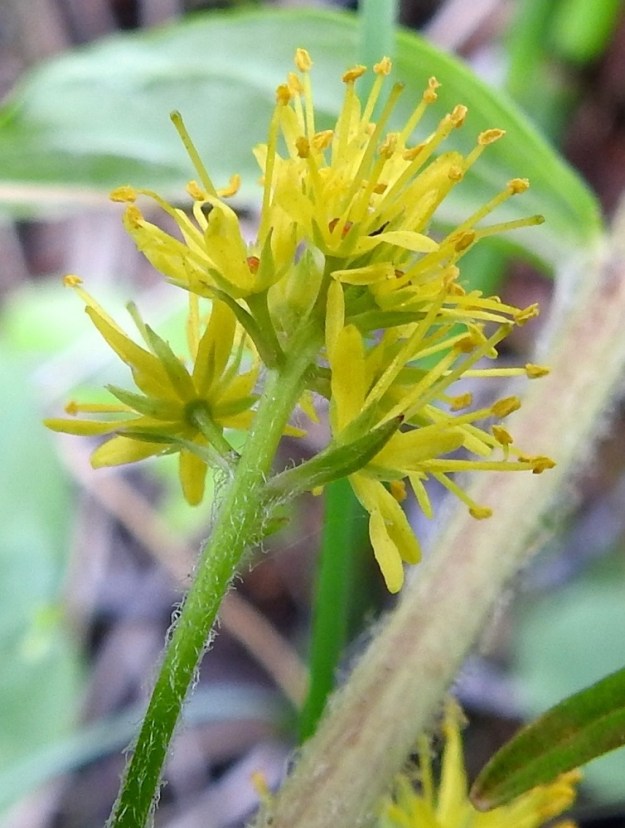 Lysimachia thyrsiflora - terttualven terttuperä ja -ranka ovat kähärän nystykarvaiset. Kukkaperä on tukilehdellinen, kalju tai tertturangan tavoin karvainen ja yleensä noin 2-6 mm pitkä. Tukilehdet ovat suikeat tai lähes tasasoukat, noin 3-7 mm pitkät ja useimmiten alle 1 mm leveät. Verhiö on tavallisesti noin 2,5-3,5 mm pitkä. Suikeita, noin 0,6-0,8 mm leveitä liuskoja on viidestä seitsemään. EH, Hämeenlinna, Luolaja, Hattelmalanjärven rantaneva lintutornin kohdalla, luonnonsuojelualue, 19.6.2024. Copyright Hannu Kämäräinen.