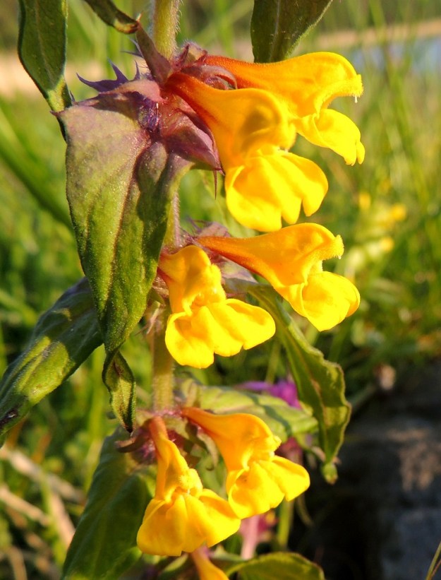 Melampyrum nemorosum - lehtomaitikan pareittain olevat teriöt ovat yhdislehtiset, pitkätorviset ja päästään kaksihuuliset sekä tavallisesti noin 15-20 mm pitkät. Torvi on ohut ja tyviosastaan käyrä. A, Jomala, Ramsholm, luonnonsuojelualue, niemen eteläpää, merenrantaniitty, 7.6.2014. Copyright Hannu Kämäräinen.