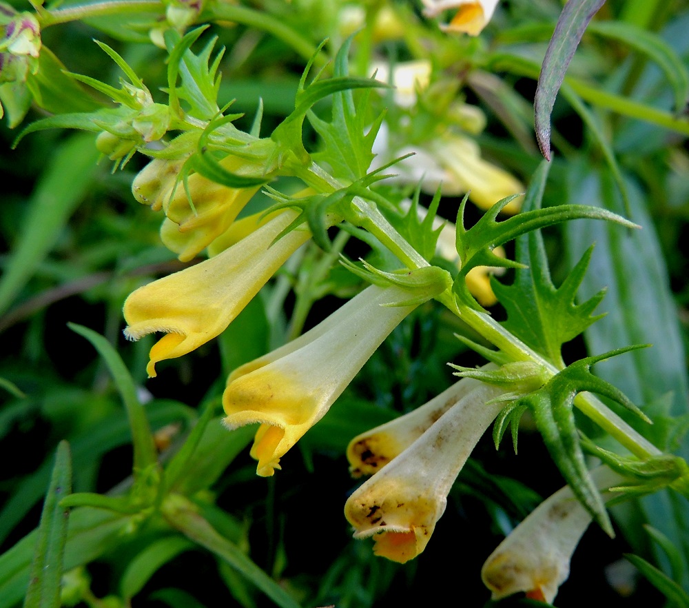 Melampyrum pratense - kangasmaitikan teriö on yhdislehtinen, lähes suoran pitkätorvinen ja päästään kaksihuulinen sekä tavallisesti noin 10-18 mm pitkä. Ylähuuli on huppumainen, reunastaan tiiviisti ylöspäin kääntynyt ja karvainen sekä noin 2 mm pitkä. Verhiö on pitkästi neliliuskainen sekä tavallisesti noin 4-5 mm pitkä. Liuskat ovat suikean kolmiomaiset, teräväkärkiset ja hieman käyrät. Niiden osuus verhiön pituudesta on noin 2-3 mm. Latvaosan kukkien tukilehdet ovat useimmiten puikeat tai kapeanpuikeat ja pitkäsuippuisen kapeaa kärkiosaa lukuun ottamatta hampaiset tai liuskaiset. Ne ovat yleensä noin 1-2 cm pitkät ja leveimmältä kohtaa liuskoineen noin 0,5-1,5 cm leveät. Edellinen kuva kuitenkin osoittaa lajin muuntelevuutta myös tukilehtien osalta. U, Helsinki, Torpparinmäki, asuinalueen keskellä olevan, metsäisen mäkialueen lounaislaita, 8.7.2013. Copyright Hannu Kämäräinen.