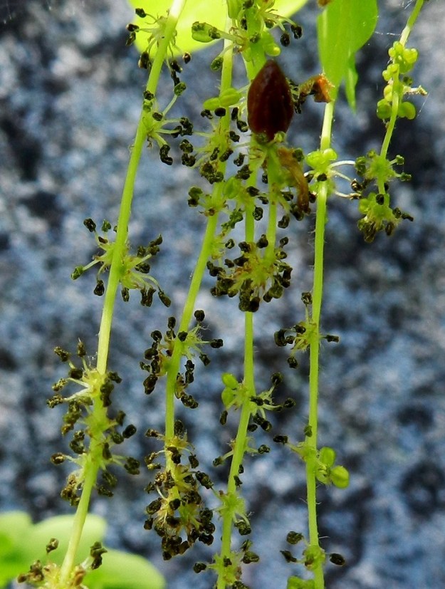 Quercus robur - metsätammen hedekukat ovat perättömät. Niissä on useimmiten kuusi hyvin kapeaa, teräväkärkistä, läpikuultavaa ja 1,5-2 mm pitkää kehälehteä, jotka näkyvät kuvassa parhaiten ylälaidan vasemmanpuoleisessa kukassa. Heteitä on säteittäisesti 6-12. Ne ovat 2-3 mm pitkät, ja soikean ponnen osuus pituudesta on noin 1 mm. Ponsien väri vaihtelee ajankohdan mukaan vihreästä keltaiseen ja lähes mustaan. EH, Hämeenlinna, Käikälä, Kirkkokallio, kaakkoispää, jyrkästi nouseva rinne pystyn kallioseinämän tyvellä, luontaisesti levinnyt puuyksilö, 26.5.2012. Copyright Hannu Kämäräinen.