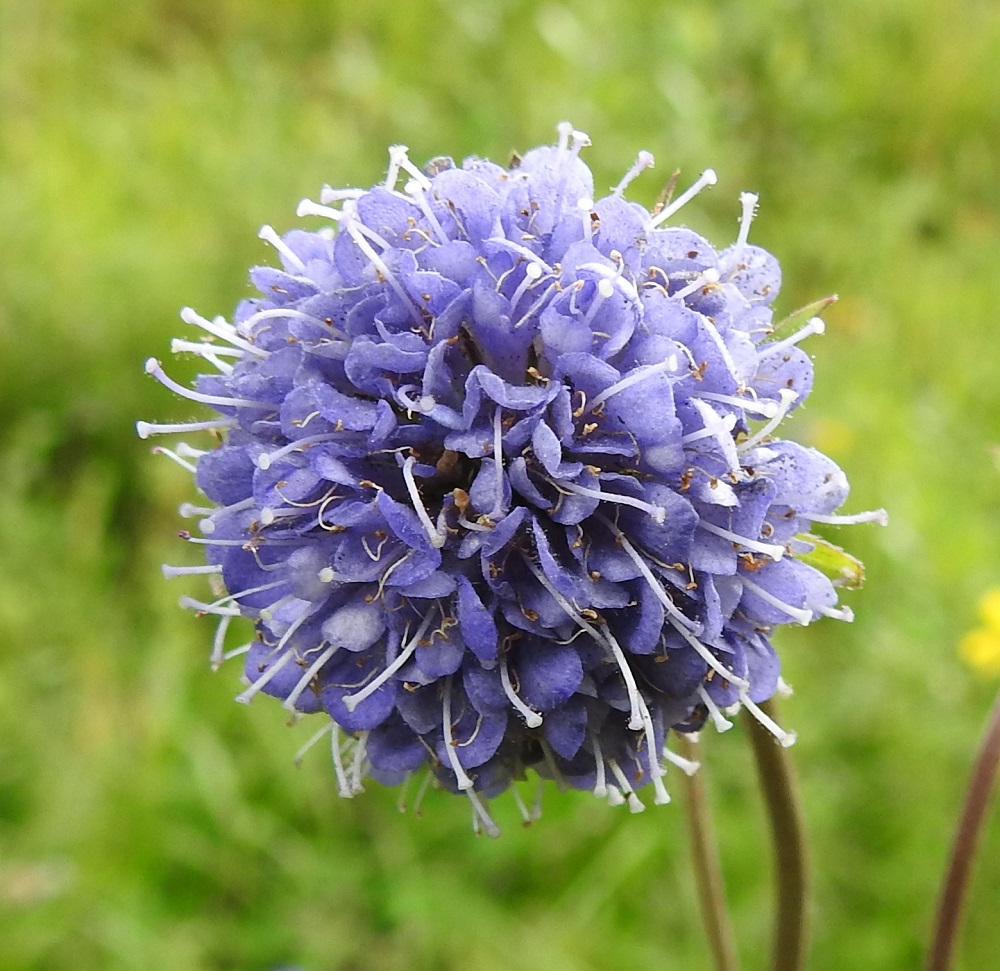 Succisa pratensis - (niitty)purtojuuren emiö on yksivartaloinen. Vartalo on valkoinen tai sinertävä ja selvästi teriön yläpuolelle ulottuva. Sen kärjessä on lyhyt, nappimainen ja vaalea luotti. Kuvassa oleva mykerö on vain emikukkainen. Heikosti kehittyneet heteet miniponsineen ovat jo näivettyneet. EH, Hämeenlinna, Renko, Viiala, Turun Valtatien (10-tien) laitaruohikko Ruokojärven luoteispään kohdalla, 12.8.2022. Copyright Hannu Kämäräinen.