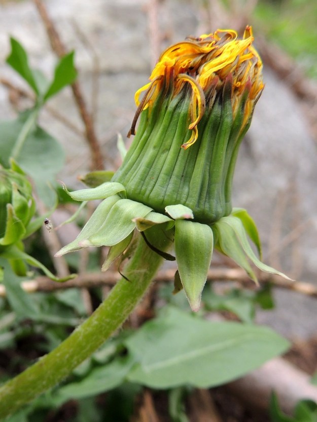 Taraxacum sect. Taraxacum - rikkavoikukkien mykeröiden uloimman kerroksen muodostavat pienet, kapeat ylälehdet eli kehtosuomut. Varsinaiset kehtosuomut, sisäsuomut, ovat yhtenä, tiiviin rinnakkaisena ja pystynä rivinä. Ne ovat lähinnä tasasoukan suikeat, suipohkokärkiset ja kapean kalvolaitaiset sekä yleensä noin 13-20 mm pitkät ja leveimmältä kohtaa noin 1,5-3 mm leveät. Kehdon tyven ympärillä on kierteisesti lisäkehtosuomuja eli ulkosuomuja, jotka ovat siirottavia, alaspäisiä tai erittäin harvoin ylöspäisiä. Ne ovat lähinnä suikeahkot tai lähes tasasoukat mutta kärjestään kapean kolmiomaiset, useimmiten kyhmyttömät ja kalvolaidattomat sekä tavallisesti noin 11-18 mm pitkät ja leveimmältä kohtaa noin 2-7 mm leveät. Kaikki suomut ovat himmeän vihreäsävyiset. Kuvasta on nähtävissä myös, kuinka laitimmaiset kielikukat ovat alta leveän tummajuovaiset. EH, Hämeenlinna, Loimalahti, Hirsimäki, Metsälammentieltä Ali-Raakkulantielle vievän kevytväylän varsi, metsikön reuna, 18.5.2013. Copyright Hannu Kämäräinen.
