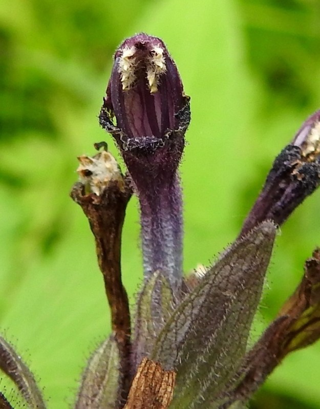 Bartsia alpina - punakon kukassa on neljä hedettä, joiden palhot ovat kiinnittyneet noin teriöntorven puoliväliin. Ponnet ovat vaaleat, tiheäkarvaiset ja toisiinsa takertuneet. Ne sijoittuvat teriön ylähuulen suulle valmiina tartuttamaan siitepölyään kimalaisten pääkarvoihin. EnL, Enontekiö, Kilpisjärvi, Saanan lounainen alarinne lehtojensuojelualueen kaakkoispuolella, Käsivarrentieltä (tie 21) loivasti Saanaa kohti nouseva tunturikoivikkorinne, n. 500 m mpy, 16.7.2023. Copyright Hannu Kämäräinen.