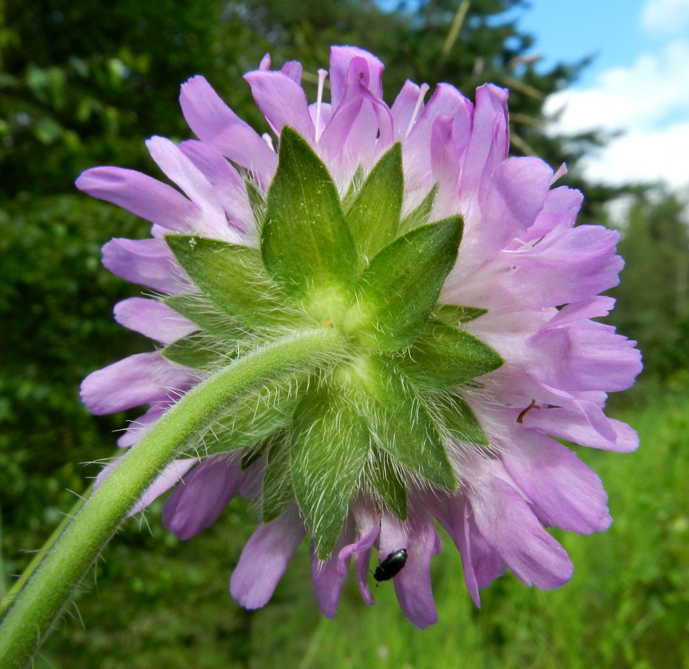 Knautia arvensis - ketoruusuruohon kukintomykerön tyvellä on kehtomainen, tiivis ylälehtien ryhmä. Lehtiä on yleensä 14-20, ja ne ovat vuoroittain vastakkaiset sekä vihreät ja karheakarvaiset. Uloimmat niistä ovat puikeat, suipon teräväkärkiset ja noin 10-13 mm pitkät sekä leveimmältä kohtaa noin 5-7 mm leveät. Lehdet lyhenevät ja kapenevat sisemmissä kerroksissa. ES, Lappeenranta, keskusta-alue Kesämäen kaupunginosan itäpuolella, vanhan, käyttämättömän rautatien laide Ratakadun sillan pohjoispuolella, 11.7.2012. Copyright Hannu Kämäräinen.