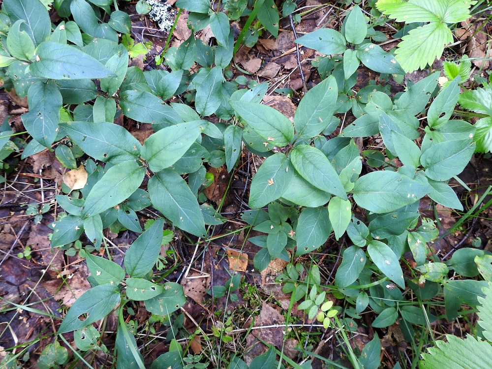 Lysimachia ciliata - ripsialven kasvustoalue Evolla on ilmeisesti yhtä kloonia, joka ainakin nykyisin kukkii heikosti. Lehdet ovat loppukesästä tummanvihreät. 6.8.2023. Copyright Hannu Kämäräinen.