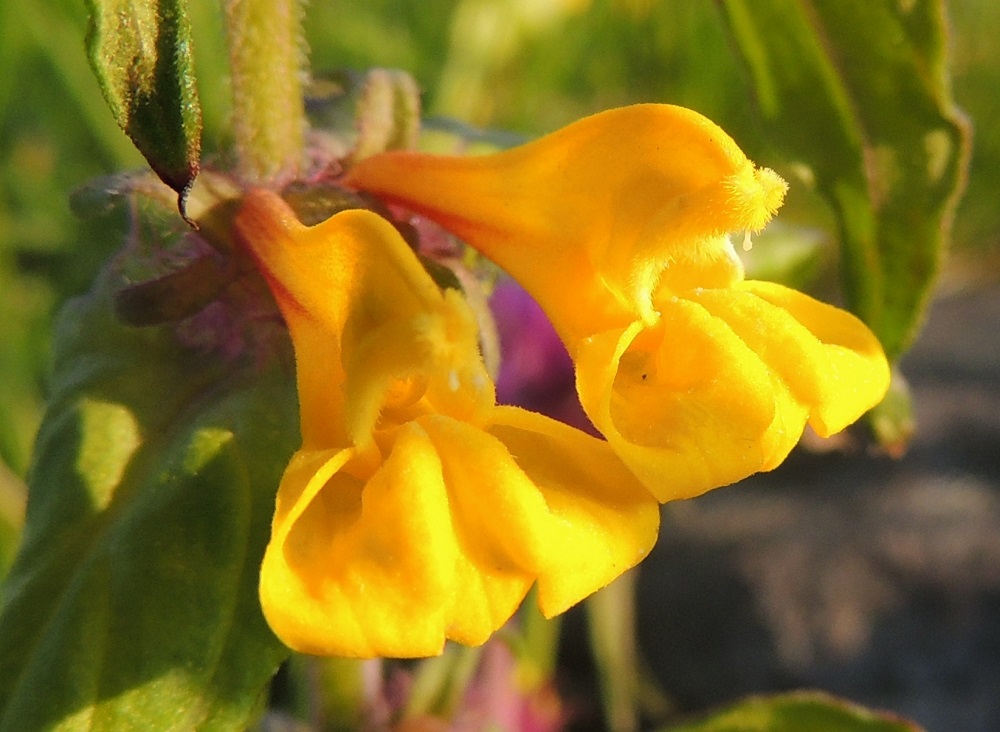 Melampyrum nemorosum - lehtomaitikan teriön ylähuuli on kapeahuippuisen huppumainen, reunastaan tiiviisti ylöspäin kääntynyt, noin 3-5 mm pitkä ja tyveltään noin 2-3 mm leveä. Alahuuli on lähes suora, noin 5-6 mm pitkä ja noin 6-7 mm leveä. Alahuulen keskellä on kaksi nielua kohti suuntautunutta palleharjannetta. Vartalo on ylähuulen suojassa, mutta sen kärki nuppimaisine luotteineen ulottuu hieman huulen ulkopuolelle. A, Jomala, Ramsholm, luonnonsuojelualue, niemen eteläpää, merenrantaniitty, 7.6.2014. Copyright Hannu Kämäräinen.