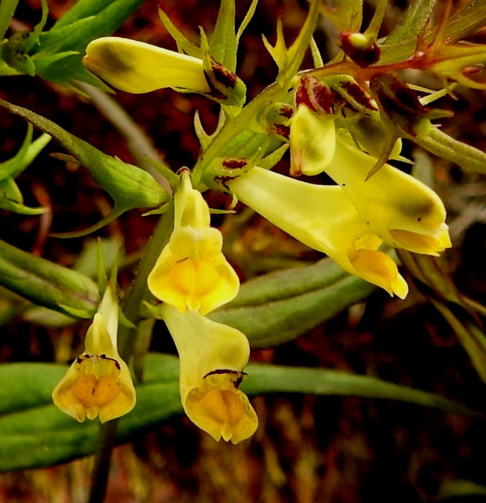 Melampyrum pratense - kangasmaitikan teriön alahuuli on suora, hyvin matalasti kolmiliuskainen, noin 3 mm pitkä ja noin 4-5 mm leveä. Ylähuuli on alahuulta kapeampi. Alahuulen keskellä on kaksi nielua kohti suuntautunutta palleharjannetta. Nielu on puoliumpinainen. A, Maarianhamina, Svibyvikenin itäranta, Badhusbergetin jyrkkä, kallioinen länsityvi, 12.6.2024. Copyright Hannu Kämäräinen.