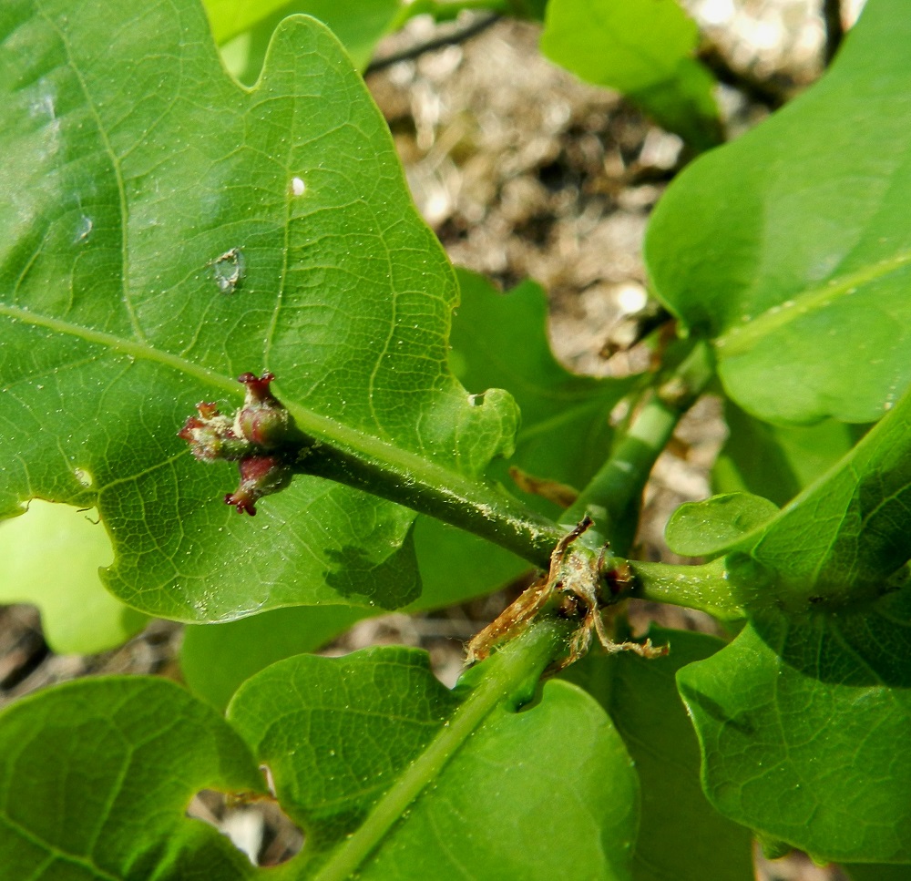 Quercus robur - metsätammen eminorkot ovat pystyjä, jäykkiä ja yleensä noin 1-2 cm pitkiä. Niiden kärjessä on noin kahdesta neljään perätöntä ja 2-3 mm pitkää kukkaa. Niiden tyveä ympäröi useasta tiiviistä ja lomittaisesta suomurivistä koostuva kehto. Suomut ovat pyöreähkön ja leveän puikeat, vihreät tai ainakin osittain ruskeat tai punertavat, ja uloimmat niistä ovat noin 1 mm pitkät. Emin vartalo on paksu ja enintään noin 1 mm pitkä. Sen kärjessä on kolme noin 0,5 mm pitkää luottiliuskaa, joiden pyöreä kärki on punainen ja ulospäin kaartuva. EH, Hämeenlinna, Käikälä, Kirkkokallio, kaakkoispää, jyrkästi nouseva rinne pystyn kallioseinämän tyvellä, luontaisesti levinnyt puuyksilö, 26.5.2012. Copyright Hannu Kämäräinen.