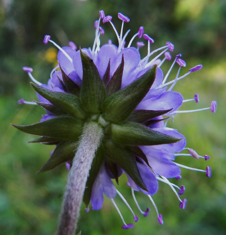 Succisa pratensis - (niitty)purtojuuren mykerön tyvellä on kehtomainen, tiivis ylälehtien ryhmä, joka on kahtena tai kolmena sisäkkäisenä kiehkurana. Kiehkurassa on tavallisesti 7-8 lehteä, ja ne ovat vihreät sekä lyhytkarvaiset. Uloimmat niistä ovat puikeat tai kapeanpuikeat, suipon teräväkärkiset ja tyvestä pullistuneet sekä yhteenkasvaneet. Ne ovat noin 10-13 mm pitkät ja leveimmältä kohtaa noin 2-4 mm leveät. Lehdet lyhenevät ja kapenevat sisemmissä kerroksissa. EH, Hämeenlinna, Loimalahti, Hirsimäki, omakotialue, Näsiäntien varren pihamaa, niittymäinen nurmialue pensasaidan vierellä, 20.8.2012. Copyright Hannu Kämäräinen.