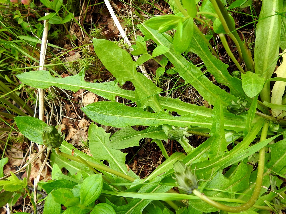 Taraxacum sect. Crocea - sahramivoikukkien ruusukelehdet kasvavat kolmessa vaiheessa. Ensin kasvavat ulkolehdet ja parhaan kukinnan alkaessa keskilehdet sekä kukinnan loppuvaiheessa sisälehdet. Sahramivoikukkalajien määrittämisessä huomioidaan keskilehtien ominaisuuksia. Lehtilapa on suikea tai kapean vastapuikea, usein melko ohut ja matalaliuskainen tai hampainen. Se on tavallisesti noin 4-12 cm pitkä ja leveimmältä kohtaa noin 1-2 cm leveä. EnL, Enontekiö, Kilpisjärvi, Saanan loivan luoteisrinteen länsipuolinen tunturikoivikko, tunturirinteelle vievän polun varsi, 580 m mpy, 5.7.2018. Copyright Hannu Kämäräinen.