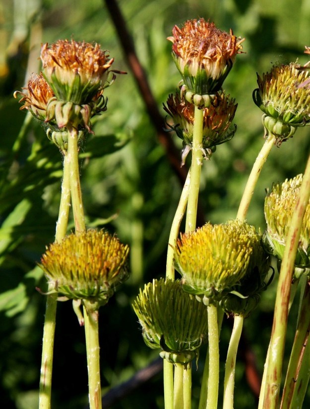Taraxacum sect. Taraxacum - rikkavoikukilla näkee aika usein X-taudin fytoplasmojen eli bakteerien kaltaisten taudinaiheuttajien infektoimia kasvustoja. Tauti aiheuttaa erikoisennäköisiä kasvuhäiriöitä mykeröihin mm. kuihduttamalla kielikukat, hetiö- ja emiörakenteet sekä kasvattamalla sikiäimet pitkän puikkomaisiksi. Myöhemmin mykeröihin kehittyy lehtimäisiä rakenteita, ja ainakin sisimmät ruusukelehdet ovat usein epämuodostuneita. EH, Janakkala, Turenki, Kuumola, ratapiha-alue, 3.6.2010. Copyright Hannu Kämäräinen.