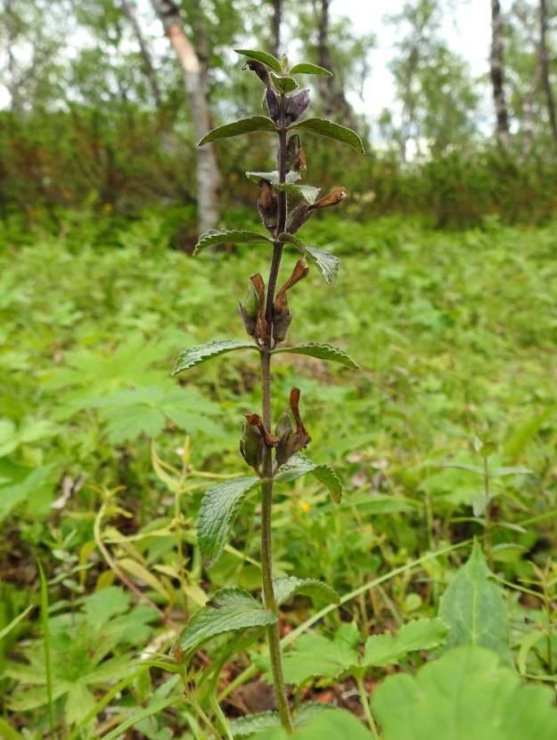 Bartsia alpina - punakon kasvaessa tunturikoivikon varjostuksessa sen lehdetkin jäävät jopa latvaa myöten vihreiksi. Kukinto voi yltää jopa viiteen lehtiväliin. EnL, Enontekiö, Kilpisjärvi, Saanan lounainen alarinne lehtojensuojelualueen kaakkoispuolella, Käsivarrentieltä (tie 21) loivasti Saanaa kohti nouseva tunturikoivikkorinne, n. 500 m mpy, 16.7.2023. Copyright Hannu Kämäräinen.