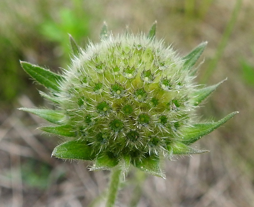 Knautia arvensis - ketoruusuruohon mykerökukkien verhiöt tulevat näkyviin vasta teriöiden varistua. Verhiö on suppilomaisen yhdislehtinen, vihreä, karvainen ja noin 3-4 mm pitkä. Sen kärjessä on useimmiten 8-10 lyhyttä ja teräväkärkistä liuskaa. Verhiön pohjalla on näkyvissä kehittyvän pähkylän kärki. EH, Hämeenlinna, Renko, Haapamäki, Topenontien (tie 2871) laita Yli-Paappalan tilan ja Kiikkarantien risteyksen kohdalla, 23.6.2024. Copyright Hannu Kämäräinen.