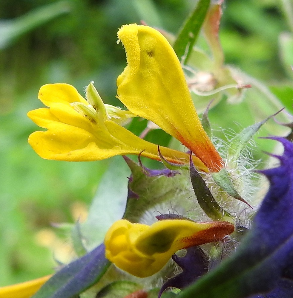 Melampyrum nemorosum - lehtomaitikan tyveen saakka haljennut teriö paljastaa muuten ylähuulen hupun suojassa olevat heteet, joita on neljä. Niiden karvaiset ponnet ovat tyveltään yhdiskasvuiset. Palhot ovat kiinnittyneet nielun alapuolelle torveen. Teriön pinta on nukkakarvainen. Alahuuli on kolmiliuskainen, ja liuskojen osuus pituudesta on noin 1-1,5 mm. Verhiö on vihreä, kellomainen, tiheään villakarvainen, ja pitkästi neliliuskainen sekä tavallisesti noin 7-8 mm pitkä. Liuskat ovat suikean kolmiomaiset, teräväkärkiset ja hieman käyrät. Niiden osuus verhiön pituudesta on noin 3-5 mm. Ylemmät liuskat ovat hieman alempia pitemmät. A, Jomala, Ramsholm, luonnonsuojelualue, eteläosan länsilaidan rantaniittyalue, 18.6.2023. Copyright Hannu Kämäräinen.