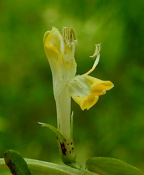 Melampyrum pratense - kangasmaitikan heteet ja emi ovat tiiviisti teriön ylähuulen sisässä. Kuvan teriöstä heteet on pullautettu ylähuulen ulkopuolelle. Heteitä on neljä, ja niiden karvaiset ponnet ovat pareittain yhdiskasvuiset. Kuvassa alimpana oleva hede on teriön avauksen yhteydessä irronnut ponsisidoksestaan toiseen heteeseen. Yksivartaloinen emi on jäänyt edelleen piiloon teriön sisälle. Kukkaperä on lyhyt, vain noin 1 mm pitkä. EH, Hämeenlinna, Lammi, Evo, Padasjoentien (tie 53) laitametsä Opistotien risteyksen lounaispuolella, 9.7.2023. Copyright Hannu Kämäräinen.