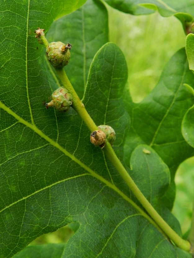 Quercus robur - metsätammen eminorkko pitenee kukinnan jälkeen. Kehto kasvaa kokoa ja sulkee kehittyvän hedelmän aluksi sisäänsä. Kukan vartalo ja luotit säilyvät sen kärjessä. EH, Hämeenlinna, Sairio, Aulangonjärven eteläpuoli, Kihtersuolta Papinniittyyn vievän kevytväylän varsi Mummunmäen pohjoispuolella, laajan metsäalueen laide, luontaisesti levinnyt puuyksilö, 3.7.2012. Copyright Hannu Kämäräinen.