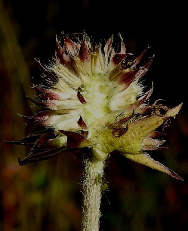 Succisa pratensis - (niitty)purtojuuren kukassa on verhiö ja ulkoverhiö, jotka jäävät kukintavaiheessa täysin näkymättömiin. Ulkoverhiö on yhdislehtinen, lyhyesti neliliuskainen ja karvainen sekä noin 3 mm pitkä. Varsinainen verhiö on yhdislehtinen, punaruskea ja lähes tyveen saakka äimämäisen kapeasti viisiliuskainen sekä noin 2-2,5 mm pitkä. Hedelmä on ulkoverhiön sisään jäävä, lieriömäinen pohjuspähkylä, joka on tavallisesti noin 5 mm pitkä. EH, Hämeenlinna, Loimalahti, Hirsimäki, omakotialue, Näsiäntien varren pihamaa, niittymäinen nurmialue pensasaidan vierellä, 12.9.2022. Copyright Hannu Kämäräinen.
