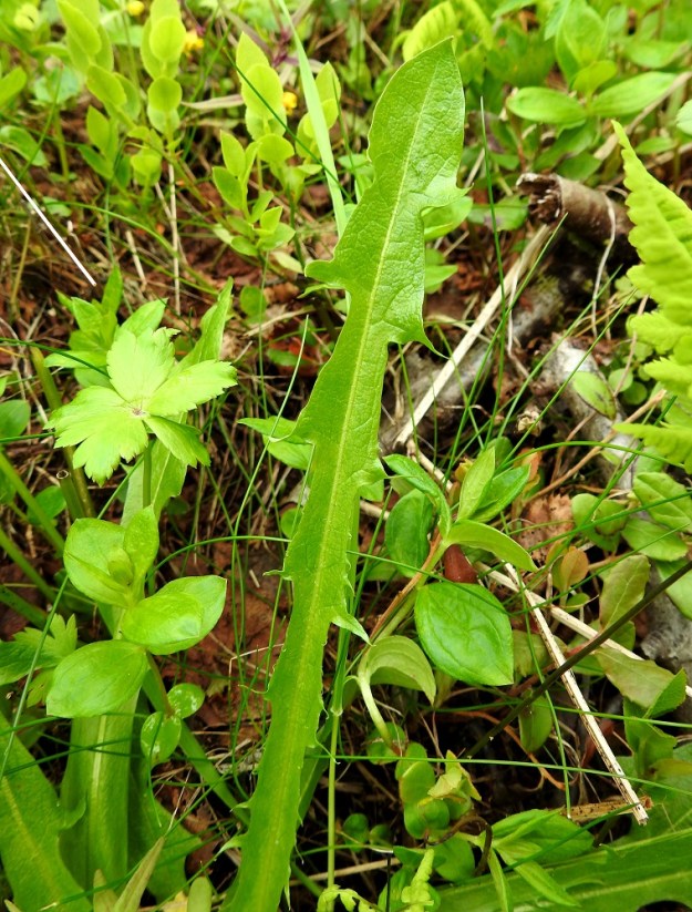 Taraxacum sect. Crocea - sahramivoikukkien ruusukelehtien ruoti on kapeammin tai leveämmin siipipalteinen, vaihtelevasti hampainen tai liuskahampainen ja useimmilla lajeilla vihreä sekä noin 1-8 cm pitkä. Se levenee ilman selvää rajaa lehtilavaksi. EnL, Enontekiö, Kilpisjärvi, Saanan loivan luoteisrinteen länsipuolinen tunturikoivikko, tunturirinteelle vievän polun varsi, 580 m mpy, 5.7.2018. Copyright Hannu Kämäräinen.
