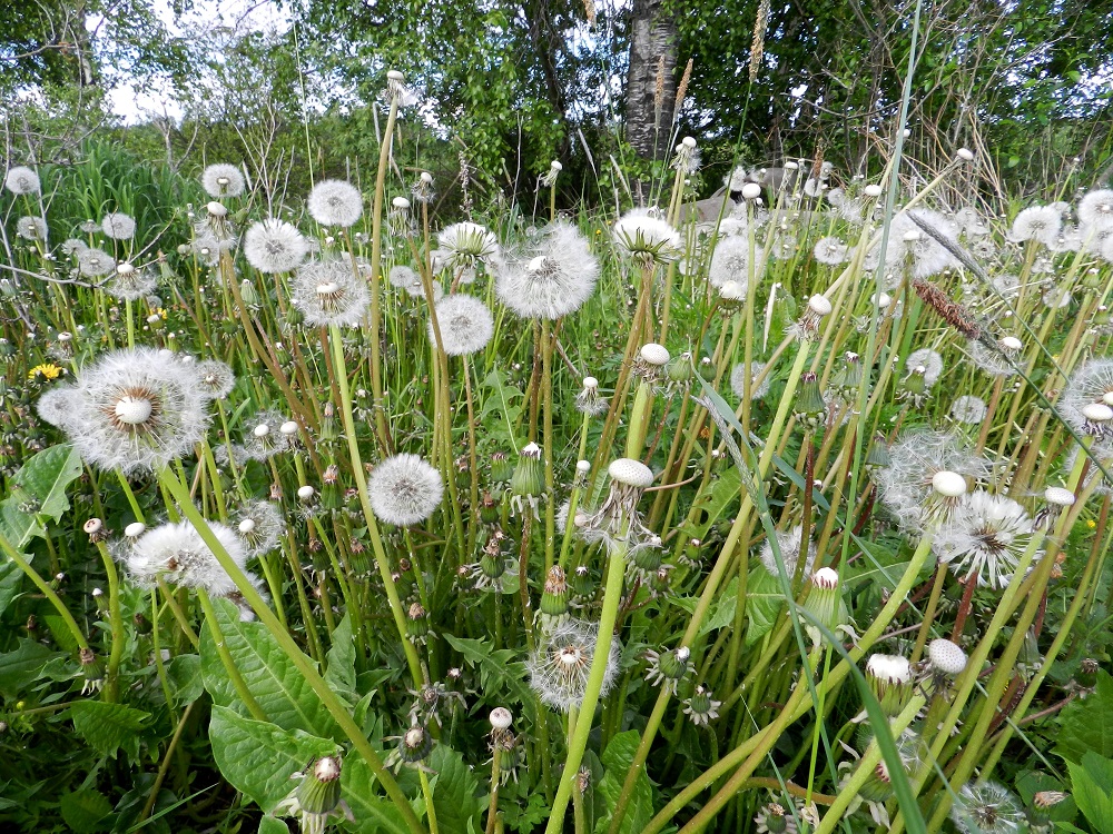 Taraxacum sect. Taraxacum - rikkavoikukkien laajakin, keltainen värikylläisyys muuttuu usein lähes yhtä aikaa valkoisiksi haivenpalloiksi, joissa on suunnaton määrä pähkylöitä valmiina lähtemään tuulen matkaan. EH, Hämeenlinna, Vuorentaka, Hämeen Härkätien (tie 2855) varren laaja peltoaukeama, Hakamäen tilalle johtavan pikkutien risteyksen kulmaus, 6.6.2012. Copyright Hannu Kämäräinen.