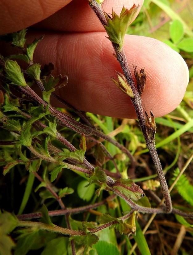 Euphrasia nemorosa - tanakkasilmäruohon kukinnon alapuoliset varsilehdet ovat lähes tai aivan ruodittomat ja pääosin varrella vastakkain Ne ovat soikeahkot, terävähampaiset ja vihreät tai harmaanvihreät. Lapa on tavallisesti noin 5-10 mm pitkä ja leveimmältä kohtaa noin 3-6 mm leveä. Kuvassa sormen alareunan kohdalla näkyy sivusaumoistaan avautunut kota. EH, Hämeenlinna, Loimalahti, Sampo, Louhoksentieltä kaakkoon lähtevän peltotieuran laide, 4.9.2020. Copyright Hannu Kämäräinen.