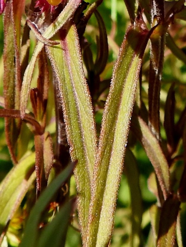 Melampyrum cristatum - tähkämaitikan lehdet ovat laidoiltaan ja yläpinnaltaan hyvin lyhytkarvaiset. 10.7.2017. Copyright Hannu Kämäräinen.